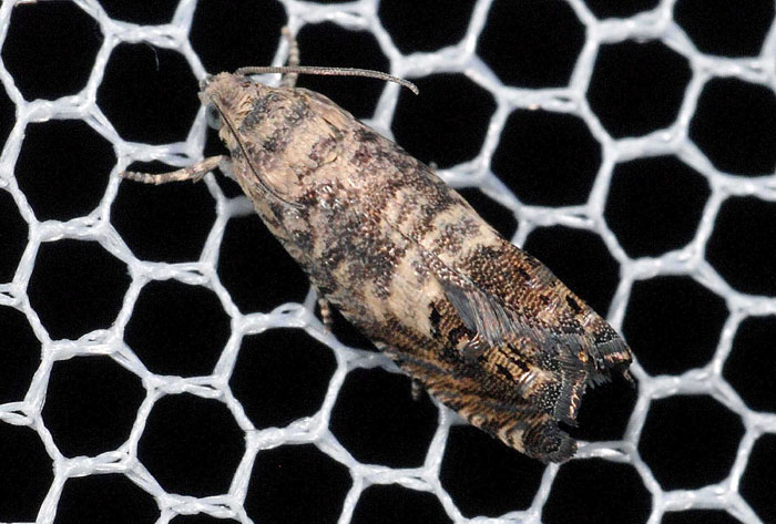 Tortricidae N� 70:  Cydia sp.